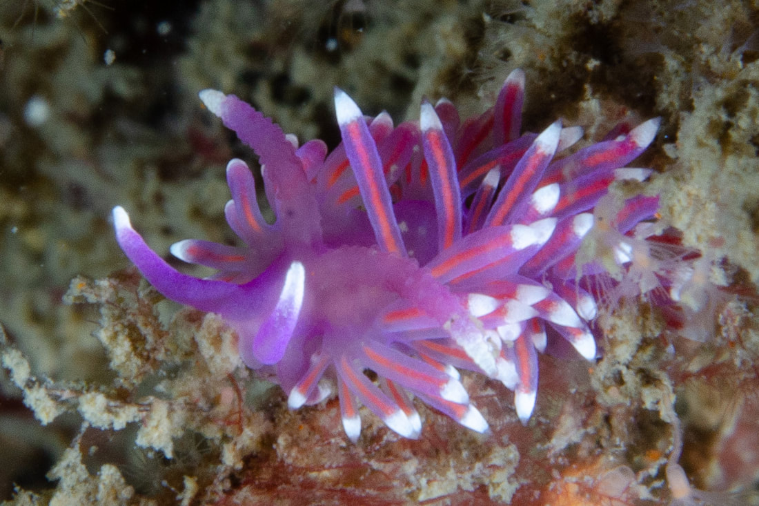 Edmundsella pedata violet aeolid med lange cerata, hvidt subapikalt bånd og orange-rød tarmkanal.