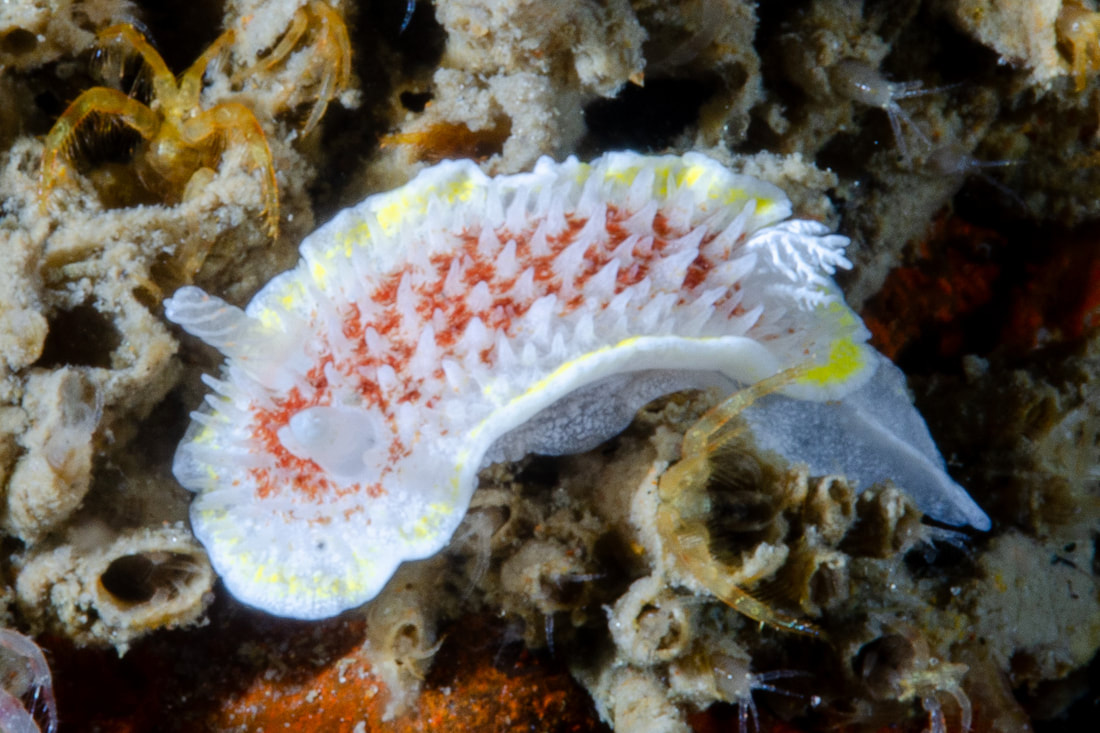 Diaphorodoris luteocincta hvid dorid med rødt rygfelt, gult kappebånd og langt, spidst haleafsnit.