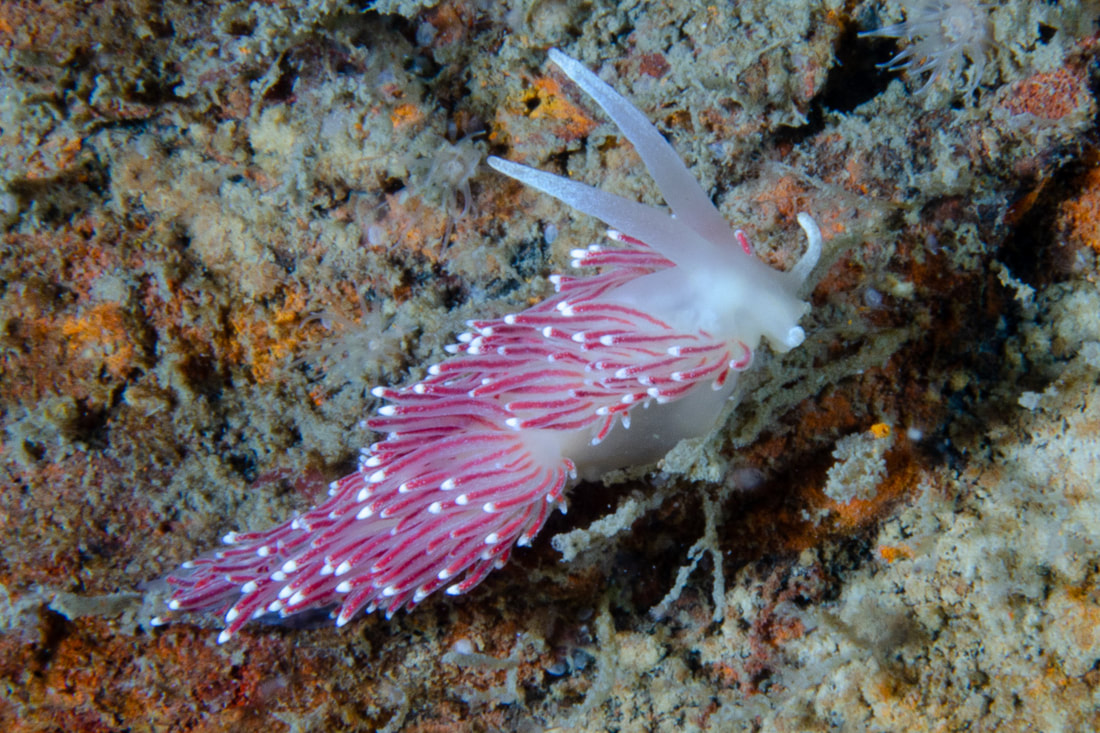 Acanthodoris pilosa; lys dorid med koniske tuberkler, lamellate rhinoforer og stor forgrenet gællebusk.