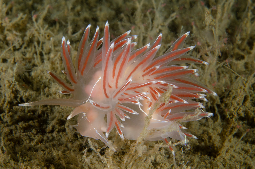 Fjordia lineata fotograferet ved Landgangsbåden (Vrag) i Øresund, 2018