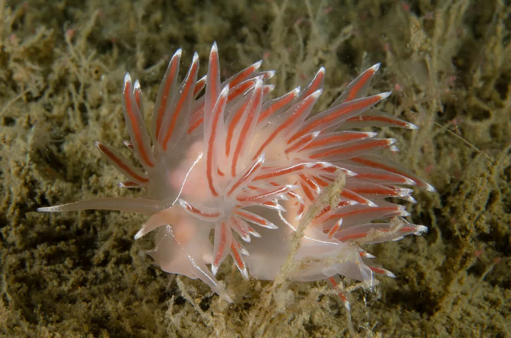 Fjordia lineata fotograferet ved Landgangsbåden (Vrag) i Øresund, 2018