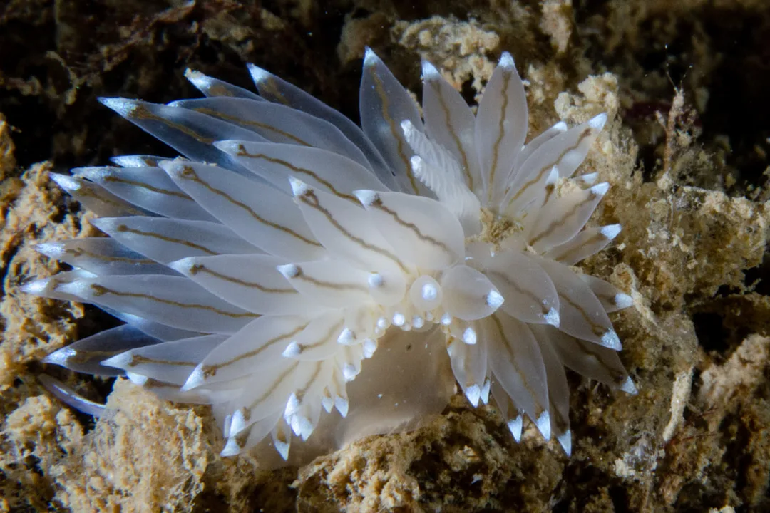 Antiopella cristata med lange, glatte cerata med lyse spidser og et nøgent midterfelt på ryggen.