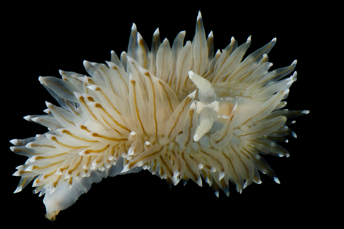 Antiopella cristata (Black Box) med tætte cerata med lyse spidser, lamellerede rhinoforer og tydelig karunkel mellem rhinoforerne.