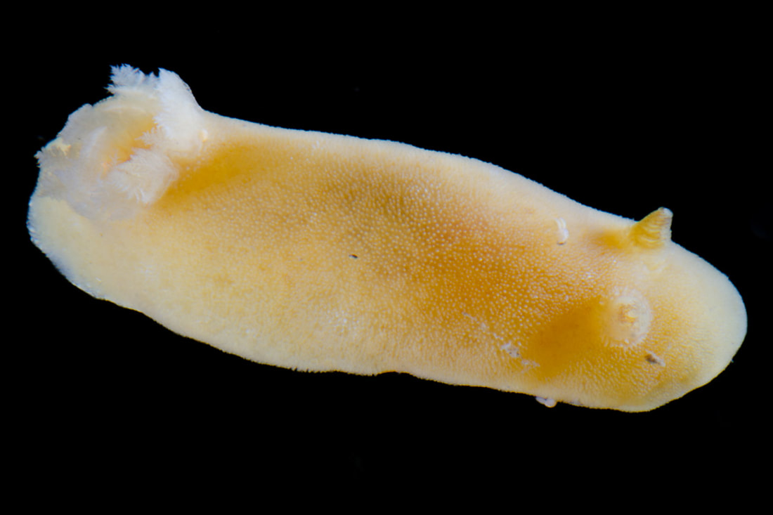 Jorunna tomentosa på sort baggrund; gul/orange kappe med fin tuberkulering, lys gællebusk og korte rhinoforer.