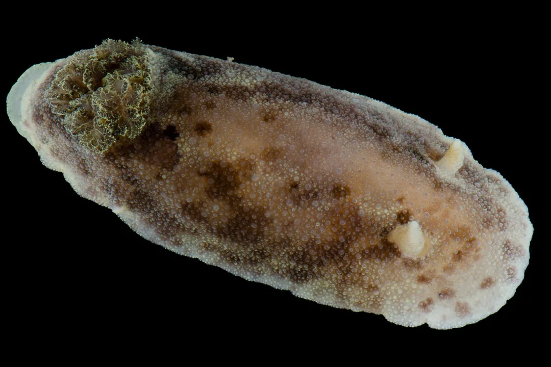 Archidoris pseudoargus Black Box, gråbrun/beige marmorering, lys rand, tæt tuberkuleret kappe, rhinoforer og indtrækkelig gællebusk.