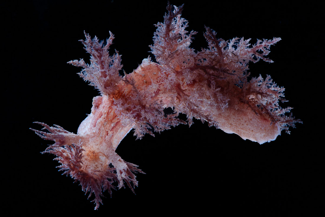 Dendronotus europaeus studiebillede (Black Box) med buskede rygudvækster og rødbrun farvetegning.