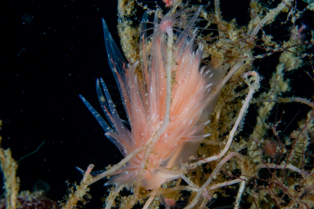 Cumanotus beaumonti; bred krop, meget lange cerata med opsvulmet basis, rosa-laksefarvet og med synlige tarmkanaler.