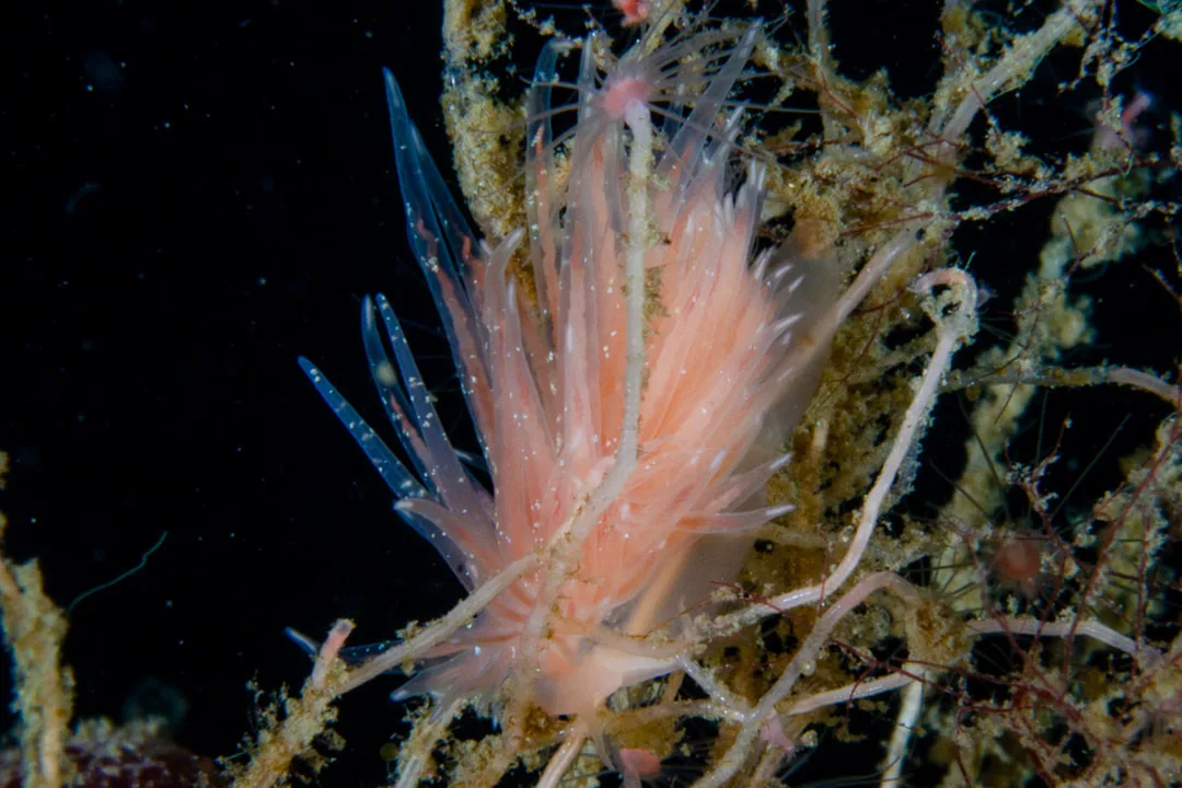 Cumanotus beaumonti; bred krop, meget lange cerata med opsvulmet basis, rosa-laksefarvet og med synlige tarmkanaler.