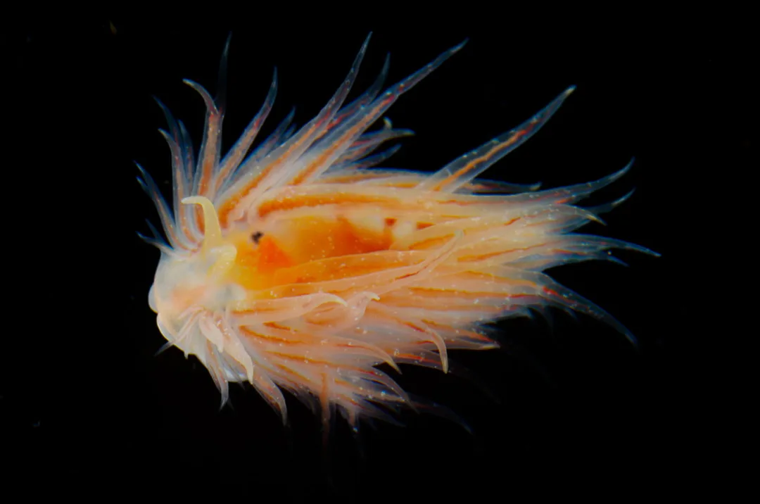 Cumanotus beaumonti Black Box; bred krop, lange cerata i tværrækker, opsvulmet basis og lyse spidser.