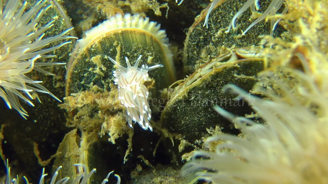 Foto: Thomas Blume ....... Facelina bostoniensis -- www.nudibranchia.dk