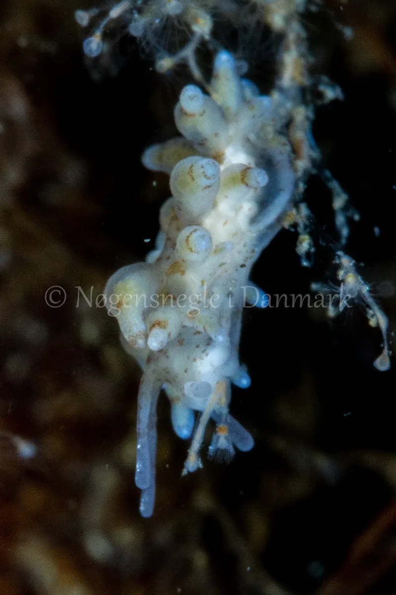 Eubranchus rupium - Munkholmbroen - Foto: Ole Dreyer
