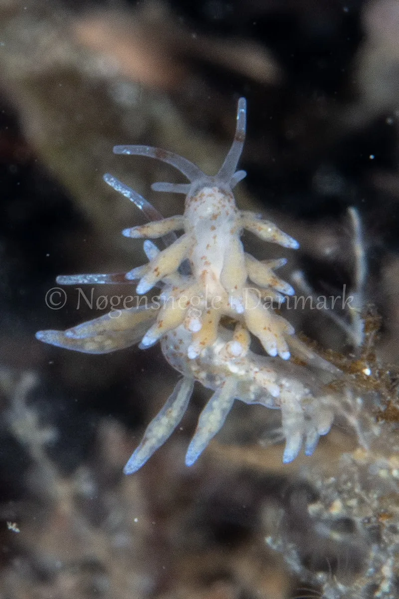 Eubranchus rupium - Munkholmbroen - Foto: Ole Dreyer
