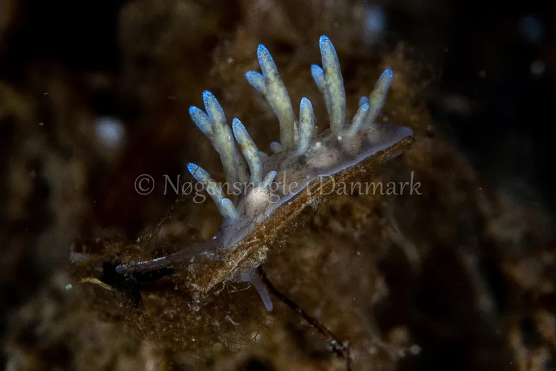 Eubranchus rupium - Munkholmbroen - Foto: Ole Dreyer