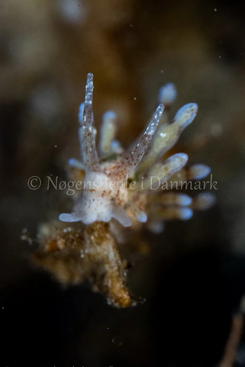 Eubranchus rupium - Munkholmbroen - Foto: Ole Dreyer