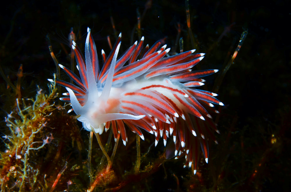 Borealea nobilis, voksen individ, fotograferet i Norge, 2019