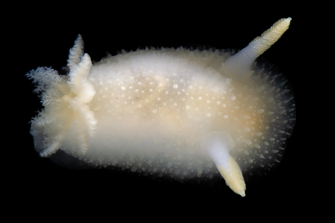 Acanthodoris pilosa (Black Box); oval kappe med koniske tuberkler, lamellate rhinoforer og stor forgrenet gællebusk.