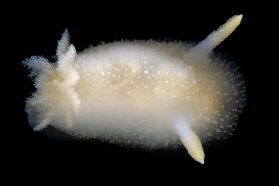Acanthodoris pilosa (Black Box); oval kappe med koniske tuberkler, lamellate rhinoforer og stor forgrenet gællebusk.