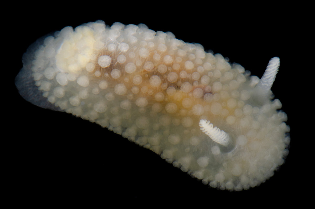 Onchidoris muricata (Black Box) med cremehvid kappe, tætte kappetuberkler og tydelige rhinoforer.