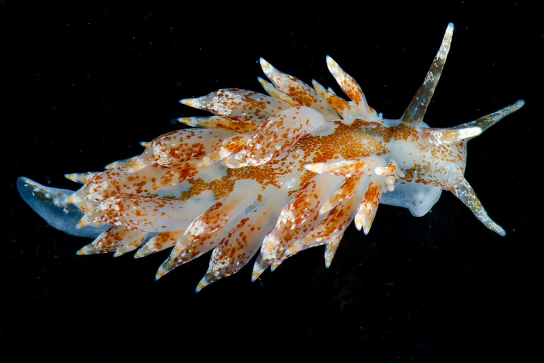 Amphorina pallida studiebillede med opsvulmede cerata, hvid grundfarve og rødbrune pigmentpletter.