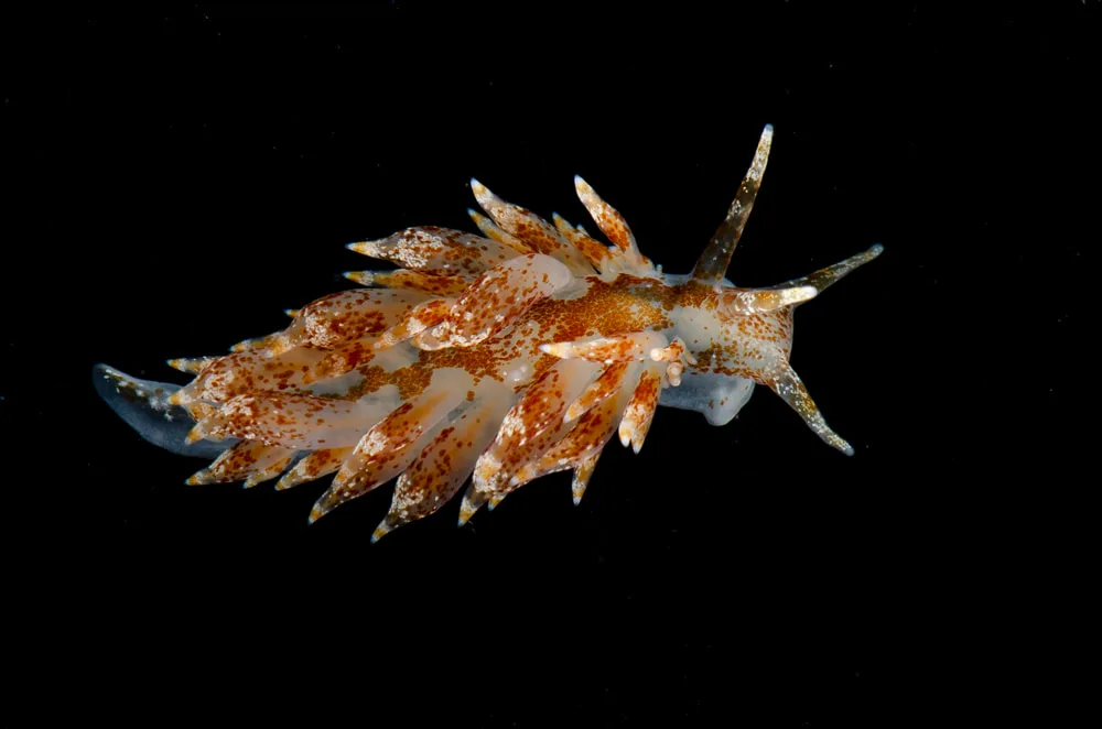 Amphorina pallida, voksen individ, Norge, 2019