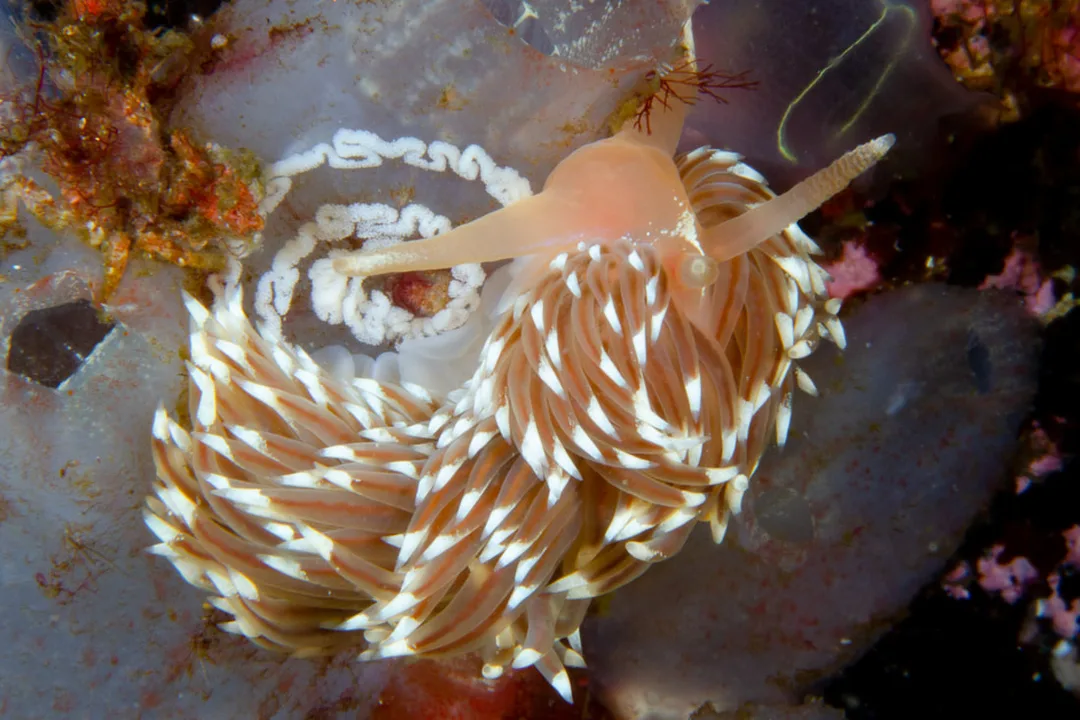 Facelina bostoniensis; lys semitransparent krop, meget lange mundtentakler, tætte cerata med orange-rød tarmkanal og hvide spidser.