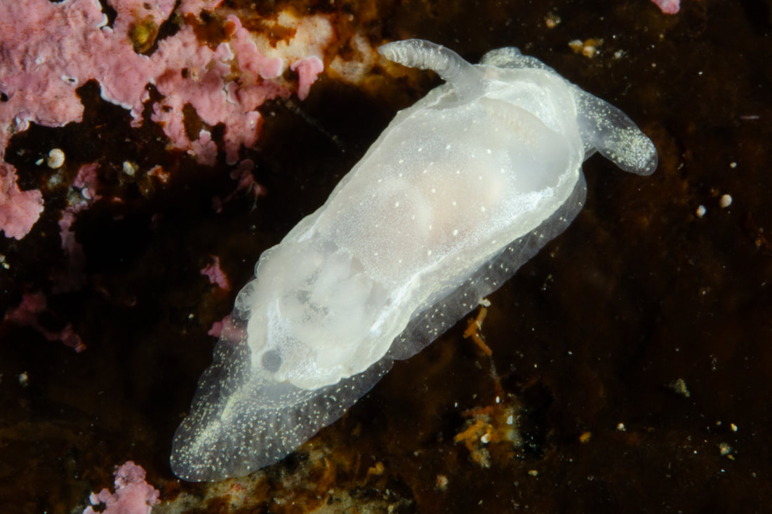 Okenia nodosa hvidlig semitransparent, fine hvide pigmentprikker, reduceret kappe og fri hale.