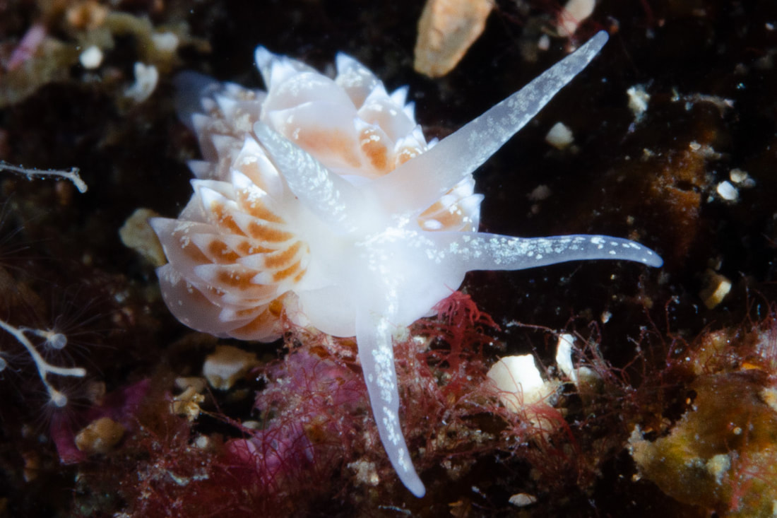 Amphorina pallida på hård bund med hvidlig krop og opsvulmede cerata med rødbrune