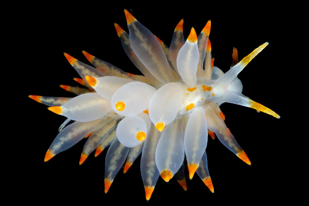 Amphorina farrani studiebillede med opsvulmede cerata med gul-orange spidser og glatte, koniske rhinoforer.