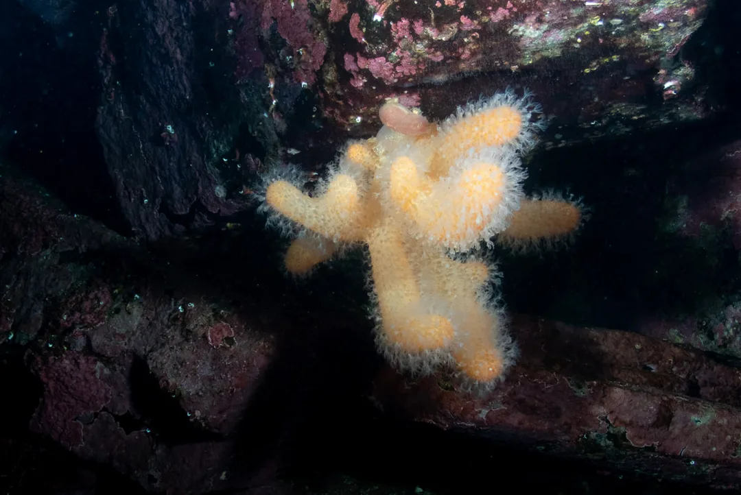 Koloni af Alcyonium digitatum med lyse, fingerformede udvækster dækket af fine polypper, fastsiddende på klippebund i danske farvande.