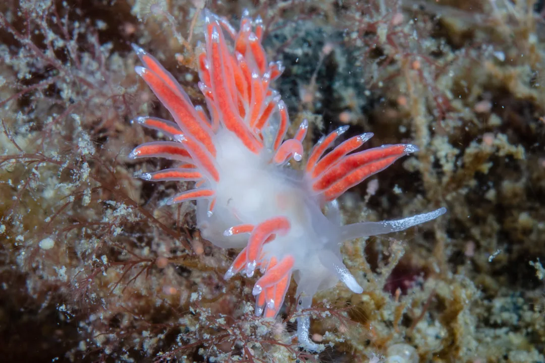 Microchlamylla gracilis med gennemsigtig krop, grupperede cerata, orange tarmkanaler og hvide spidser.