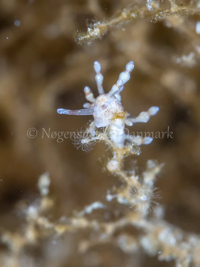 Eubranchus rupium - Munkholmbroen - Foto: Ole Dreyer