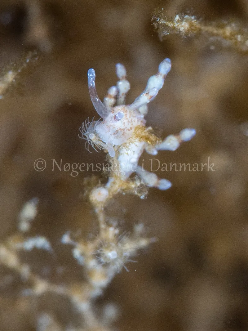 Eubranchus rupium - Munkholmbroen - Foto: Ole Dreyer