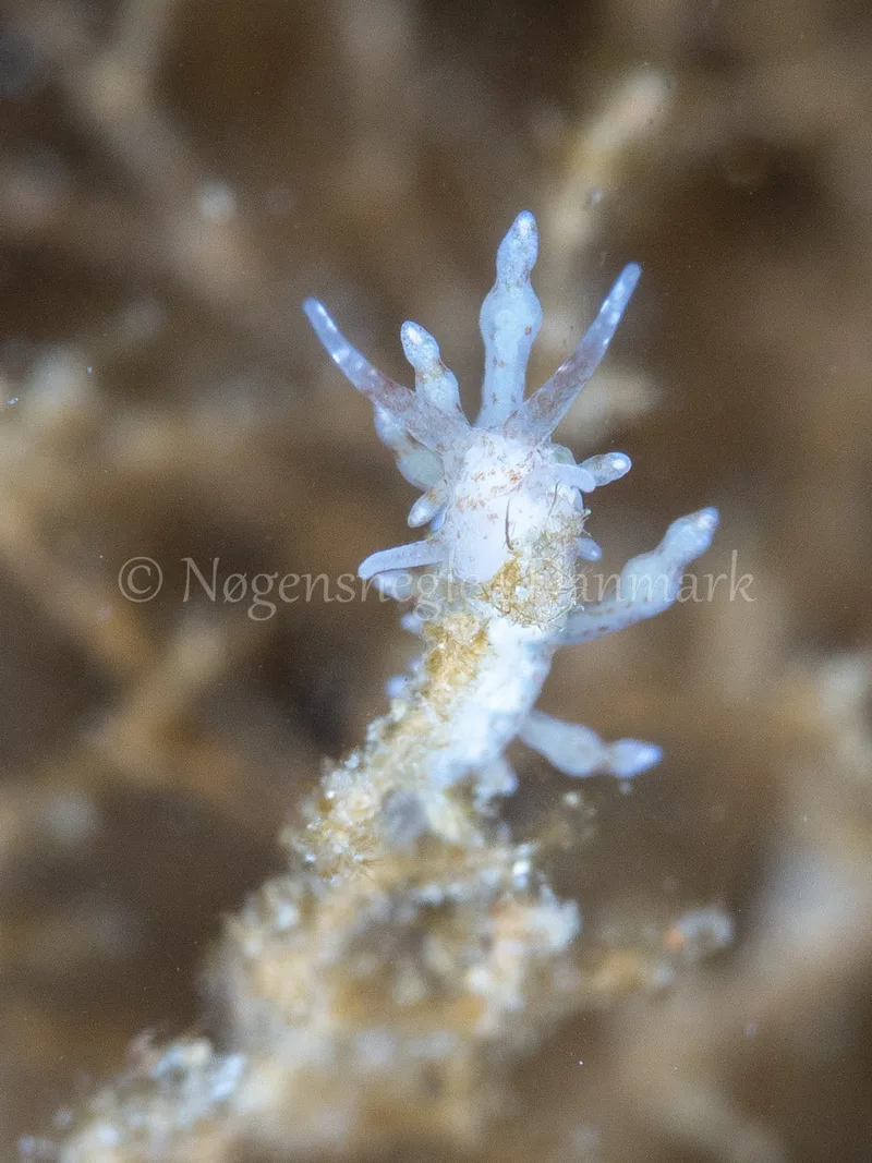 Eubranchus rupium - Munkholmbroen - Foto: Ole Dreyer