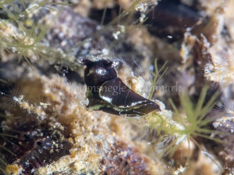 Elysia viridis - Munkholmbroen - Foto: Ole Dreyer