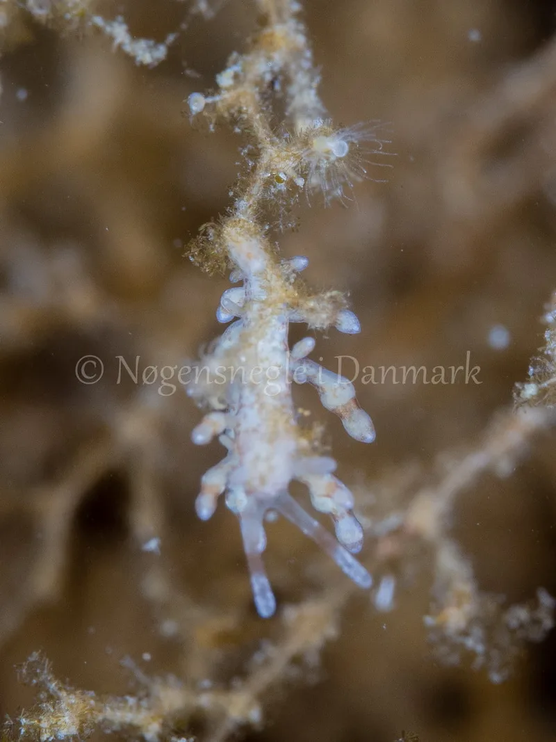 Eubranchus rupium - Munkholmbroen - Foto: Ole Dreyer