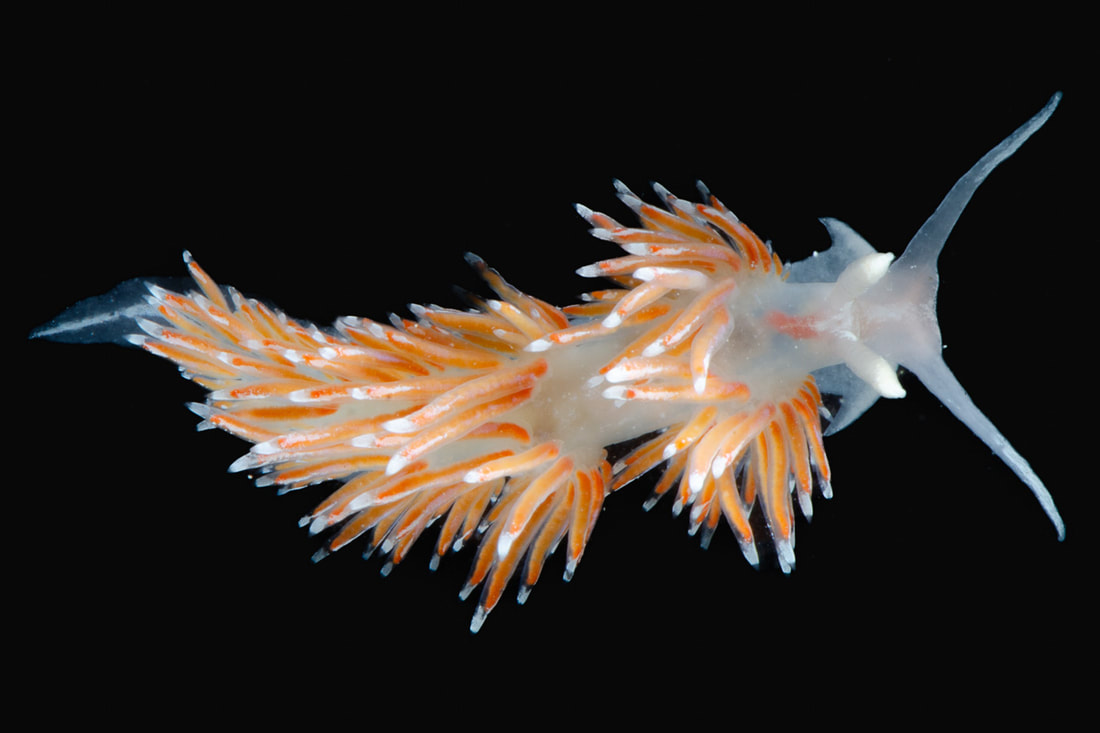 Facelina auriculata på sort baggrund med orange cerata i grupper, hvide spidser og meget lange mundtentakler.