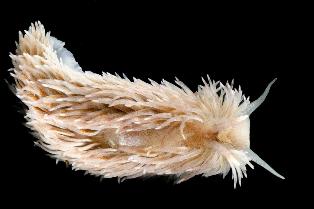Aeolidia filomenae studiebillede (Black Box) med tætstående cerata, lyse spidser, glatte rhinoforer og lange mundtentakler.