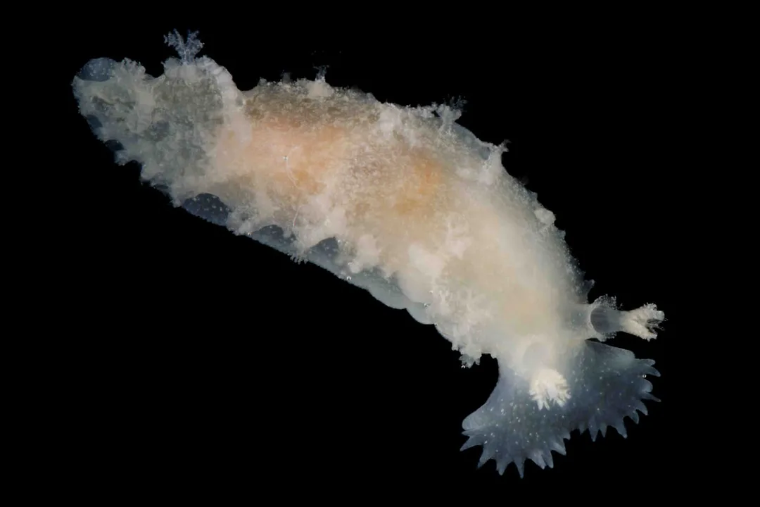 Tritonia hombergii (Black Box) lys krop, brunlig ryg og forgrenede siddegæller.