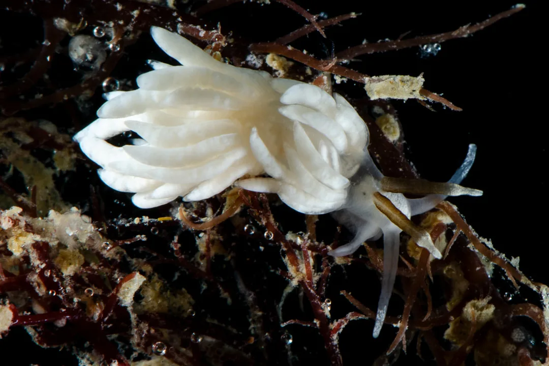 Favorinus branchialis – hvidlig, semitransparent aeolid med bagudbøjede cerata og brunlige rhinoforer med lys spids