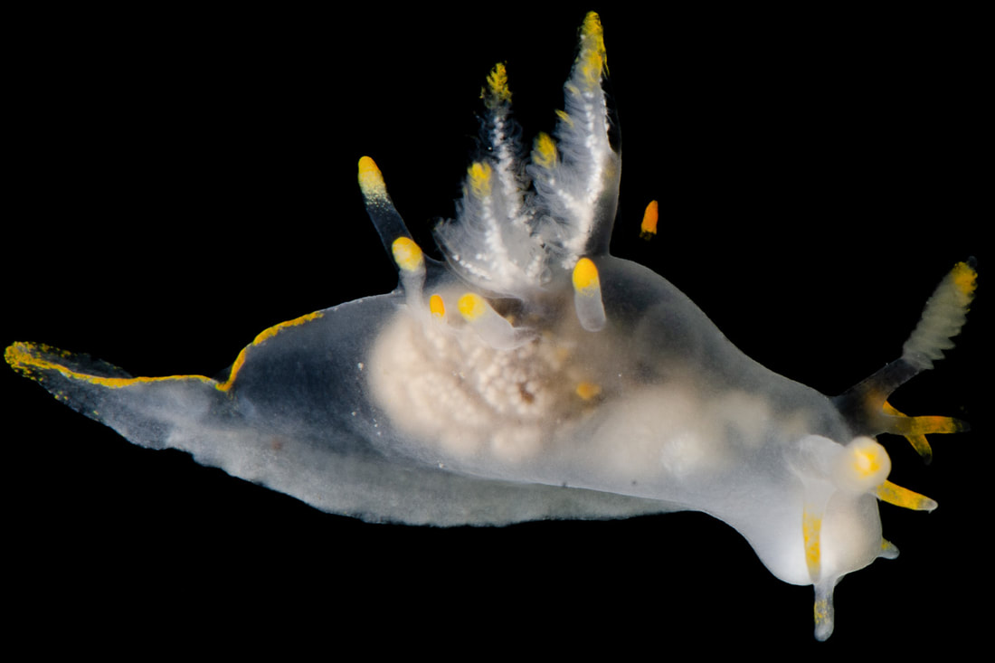 Ancula gibbosa studiebillede med lamellerede rhinoforer, fingerformede udvækster, lille gællebusk og gule tuberkler.