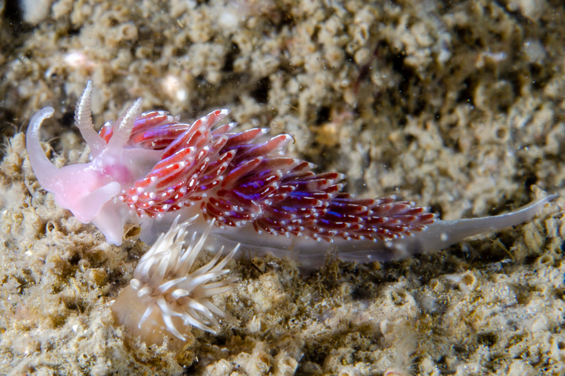 Facelina auriculata med rødviolette cerata i grupper, hvide længdestriber, lyse spidser og lange mundtentakler.