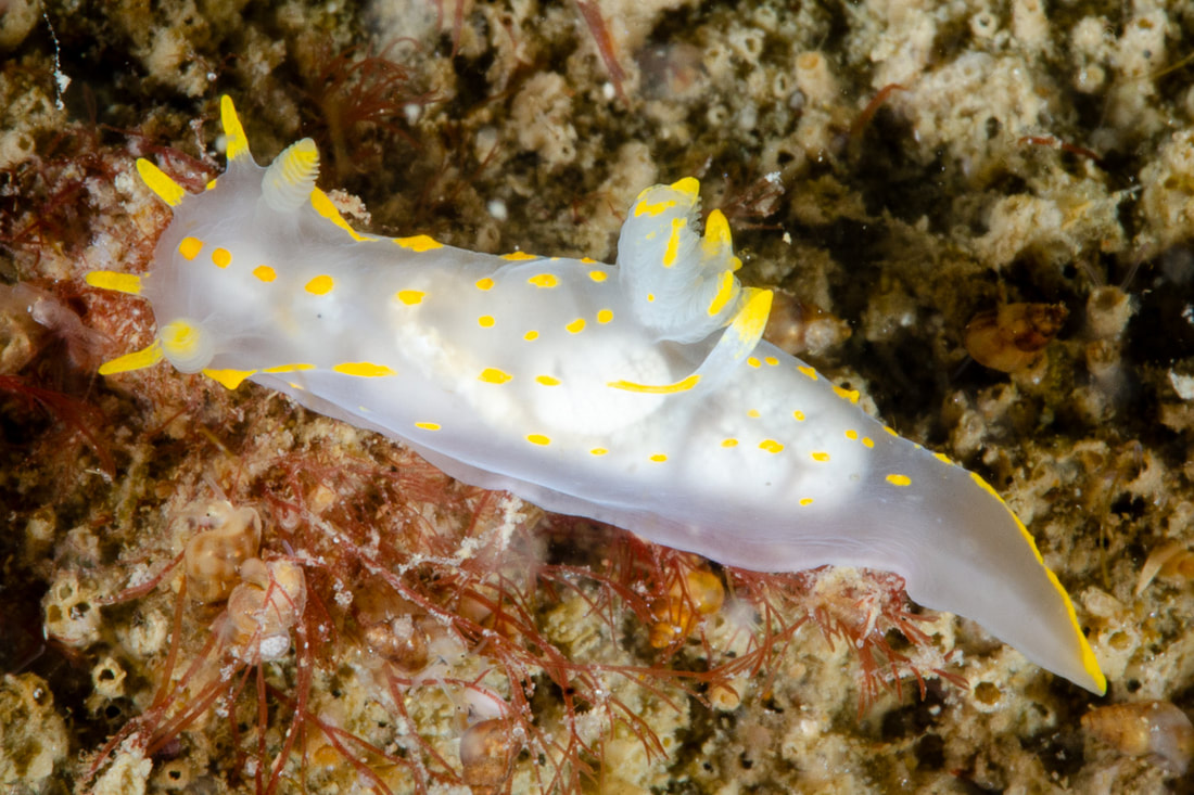 Polycera quadrilineata hvid med gulorange pletter, gule mundtentakler og rhinoforer, fjerformede gæller og lang spids hale.