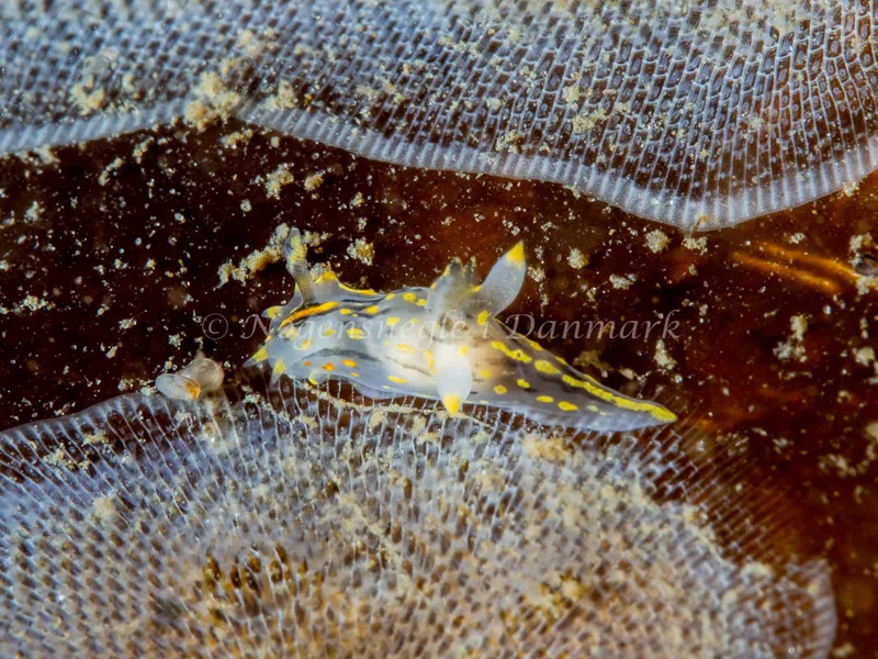 Polycera quadrilineata - Trykkerdammen - Foto: Ole Dreyer