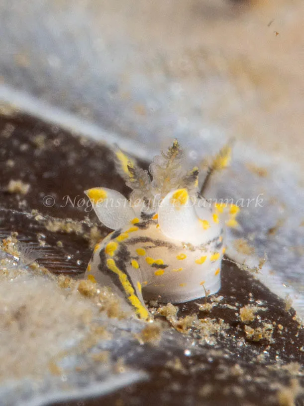 Polycera quadrilineata - Trykkerdammen - Foto: Ole Dreyer