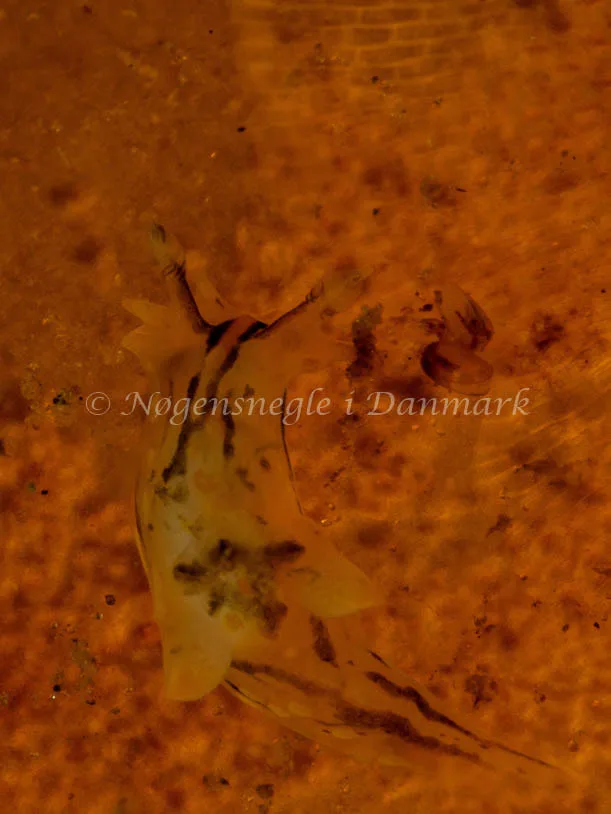 Polycera quadrilineata - Trykkerdammen - Foto: Ole Dreyer