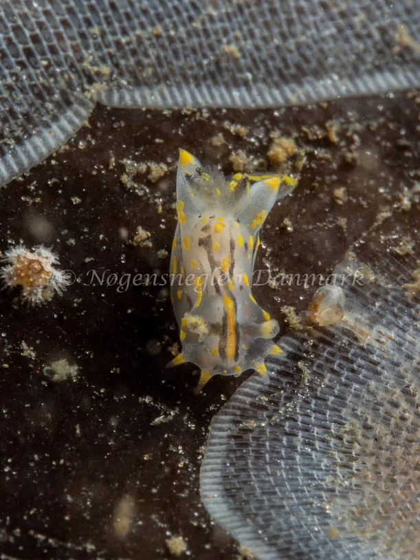 Polycera quadrilineata - Trykkerdammen - Foto: Ole Dreyer