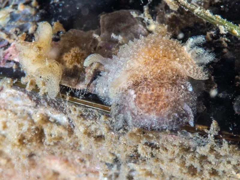 Acanthodoris pilosa - Trykkerdammen - Foto: Ole Dreyer