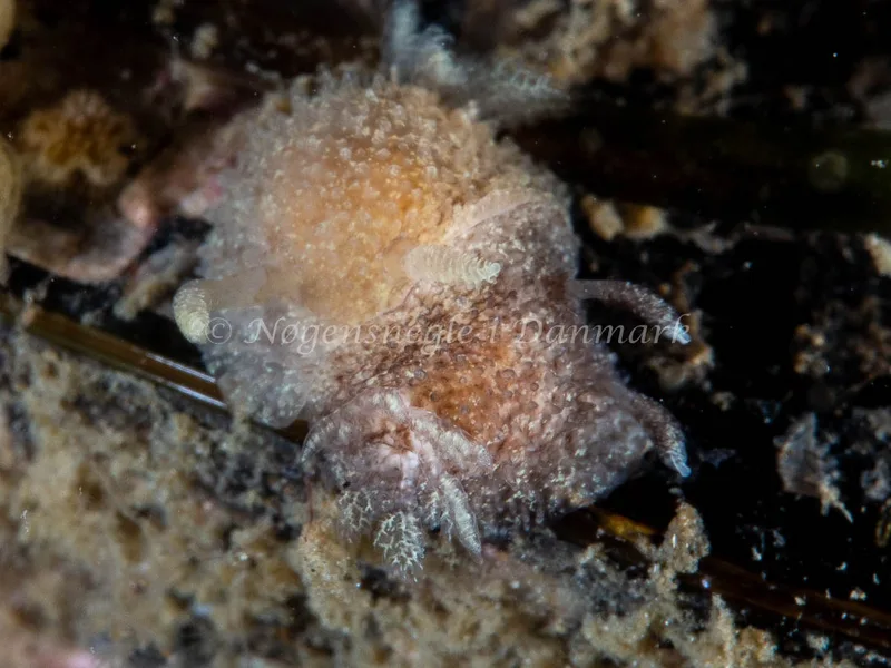 Acanthodoris pilosa - Trykkerdammen - Foto: Ole Dreyer