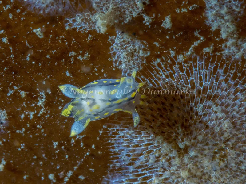 Polycera quadrilineata - Trykkerdammen - Foto: Ole Dreyer