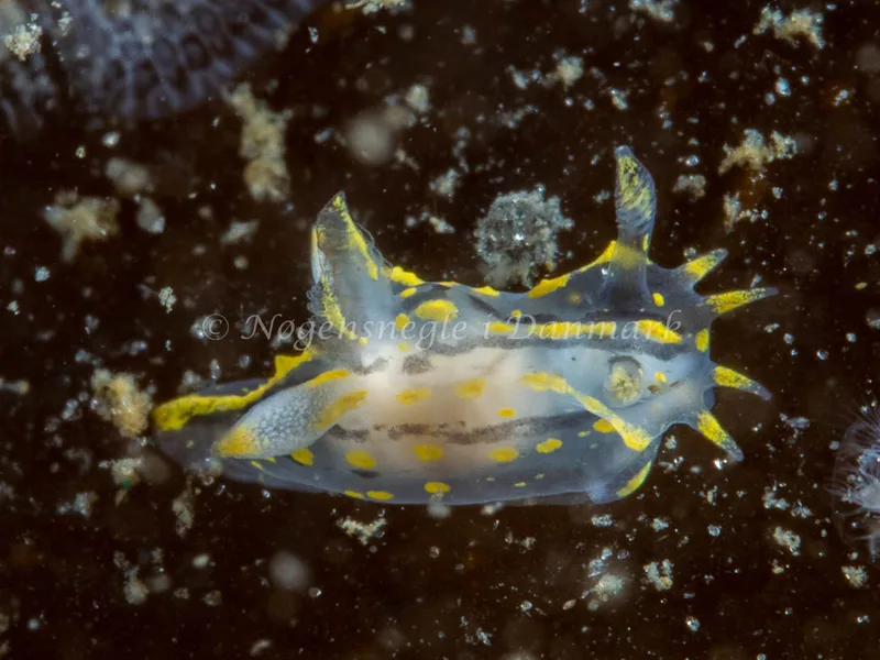 Polycera quadrilineata - Trykkerdammen - Foto: Ole Dreyer